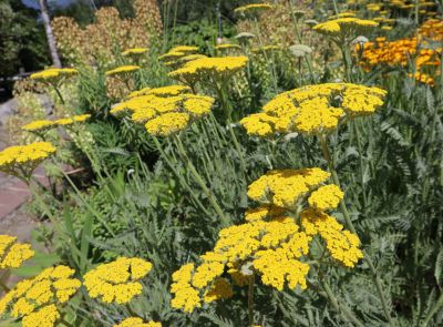 Drought Tolerant Perennials